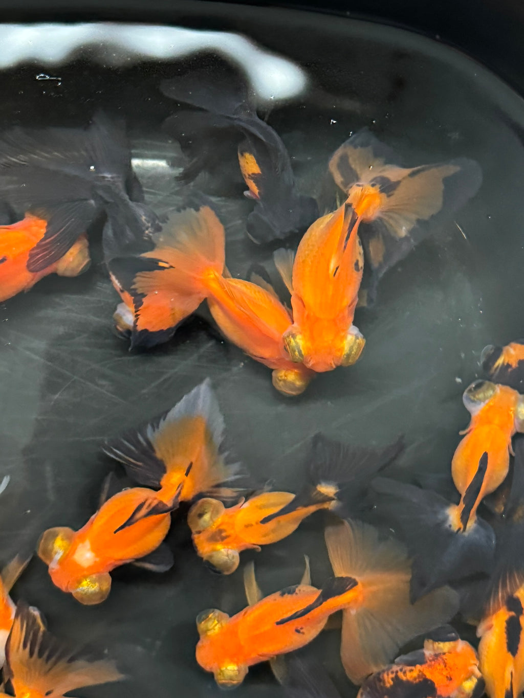 Butterfly Moor Red/Black 6-7cm Chinese Fancy Goldfish (BF12B)