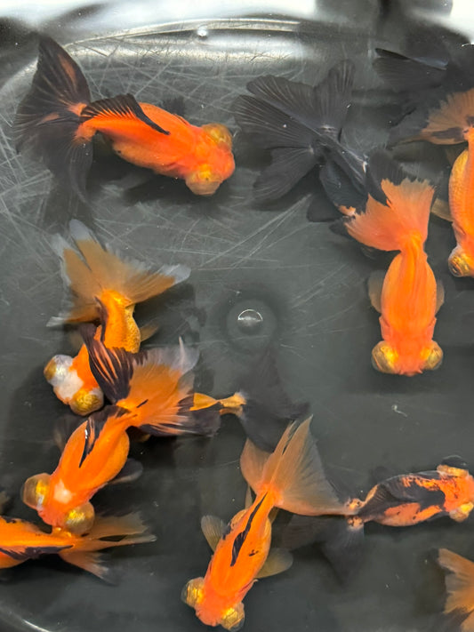 Butterfly Moor Red/Black 6-7cm Chinese Fancy Goldfish