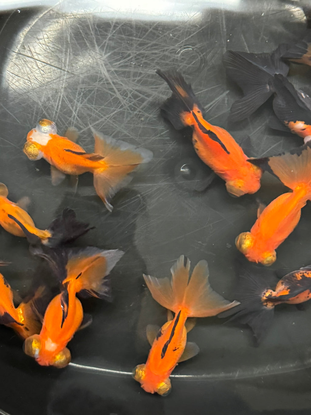 Butterfly Moor Red/Black 6-7cm Chinese Fancy Goldfish (BF12B)