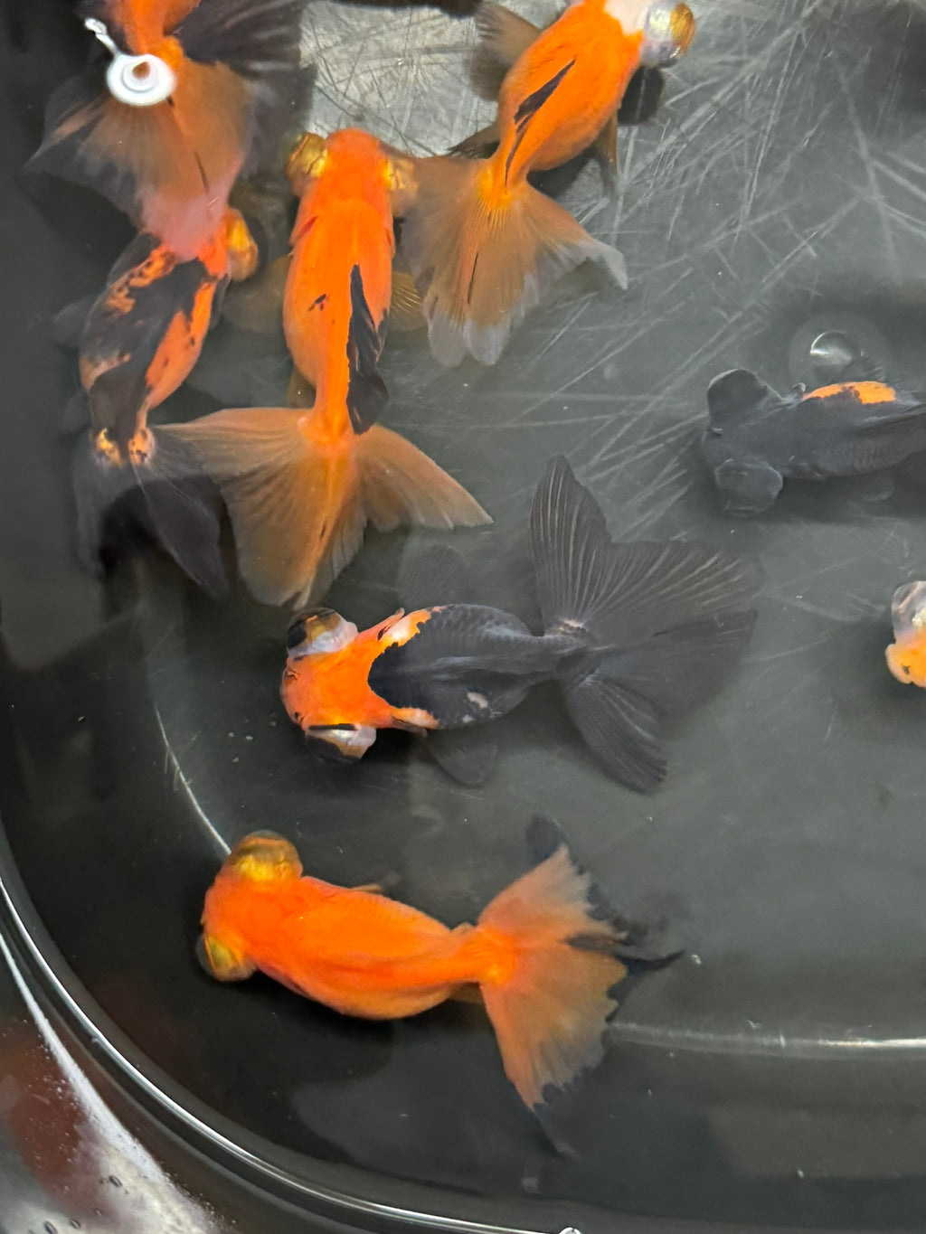 Butterfly Moor Red/Black 6-7cm Chinese Fancy Goldfish (BF12B)