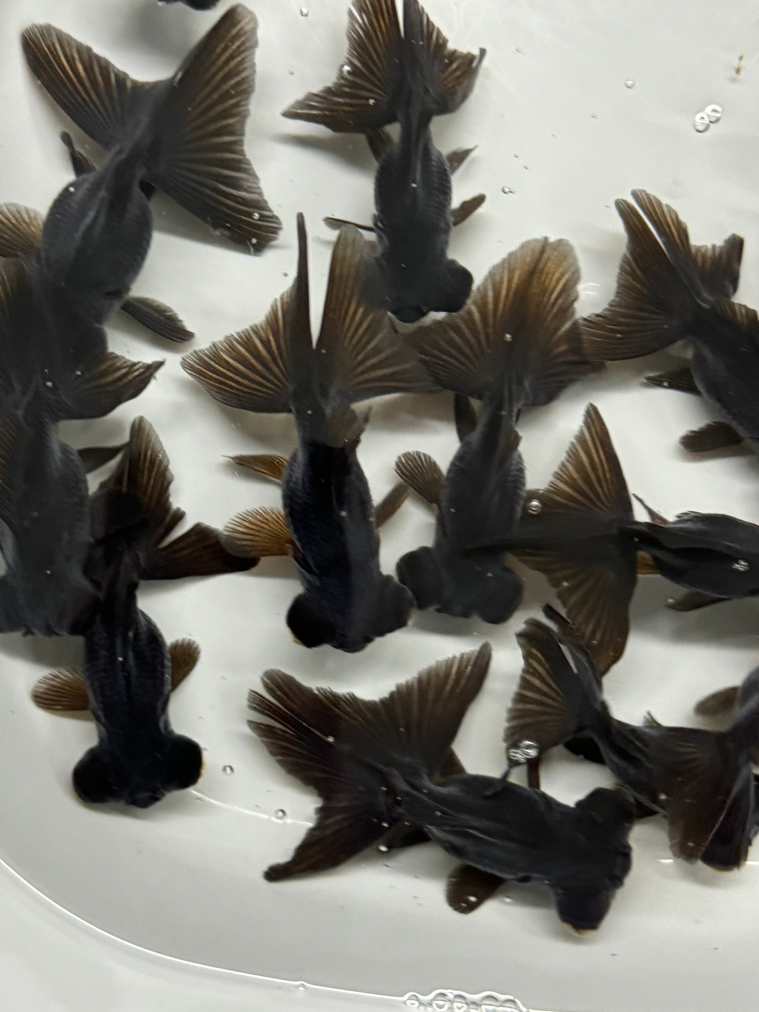 Butterfly Moor Black 6-7cm Chinese Fancy Goldfish (BF10C)
