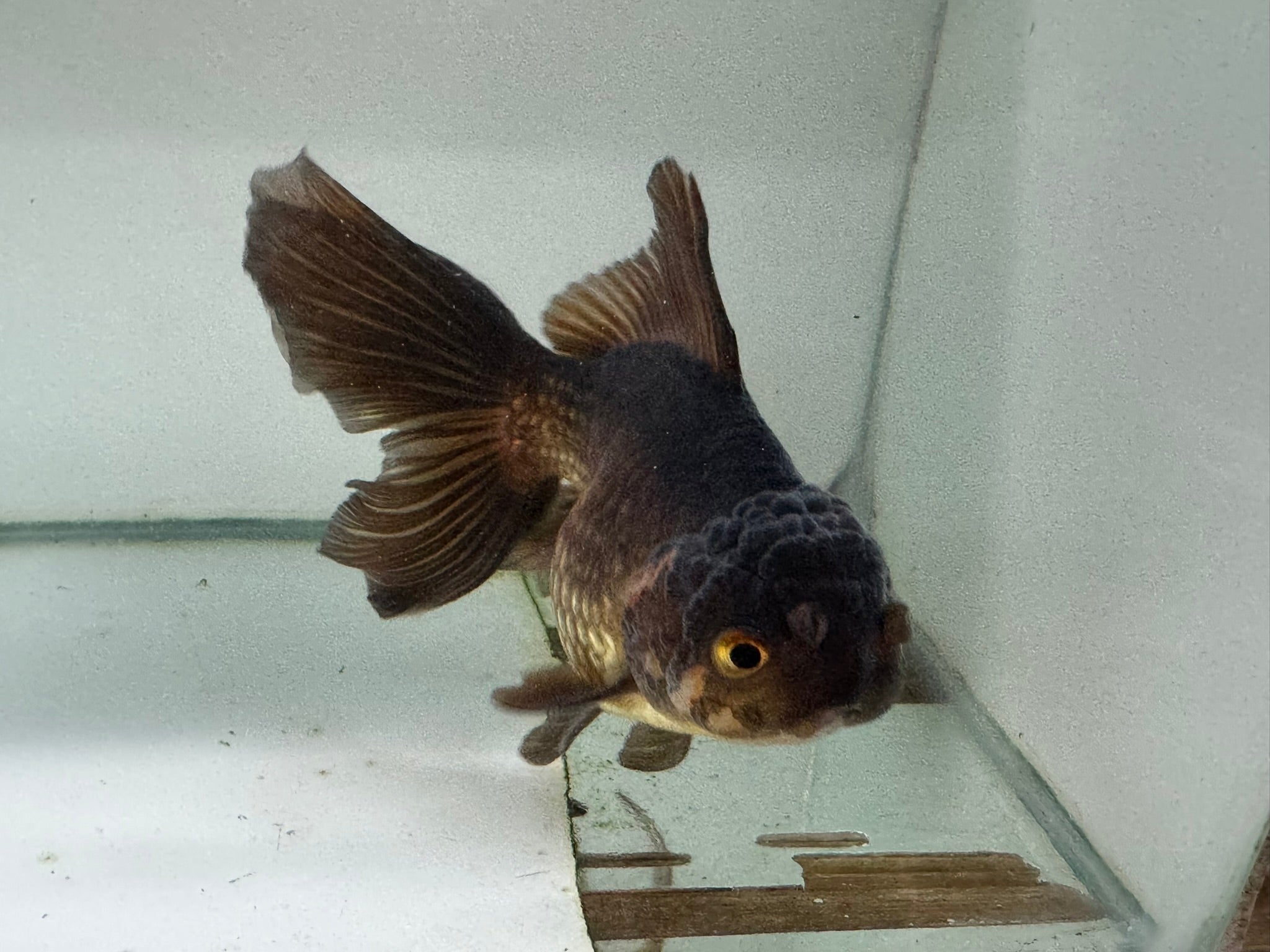 Chocolate Oranda  14cm (Fish in photo)