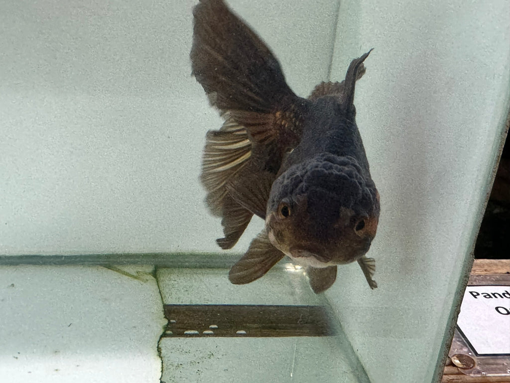 Chocolate Oranda  14cm (Fish in photo)