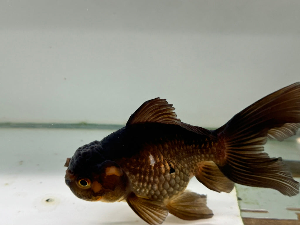 Chocolate Oranda  14cm (Fish in photo)