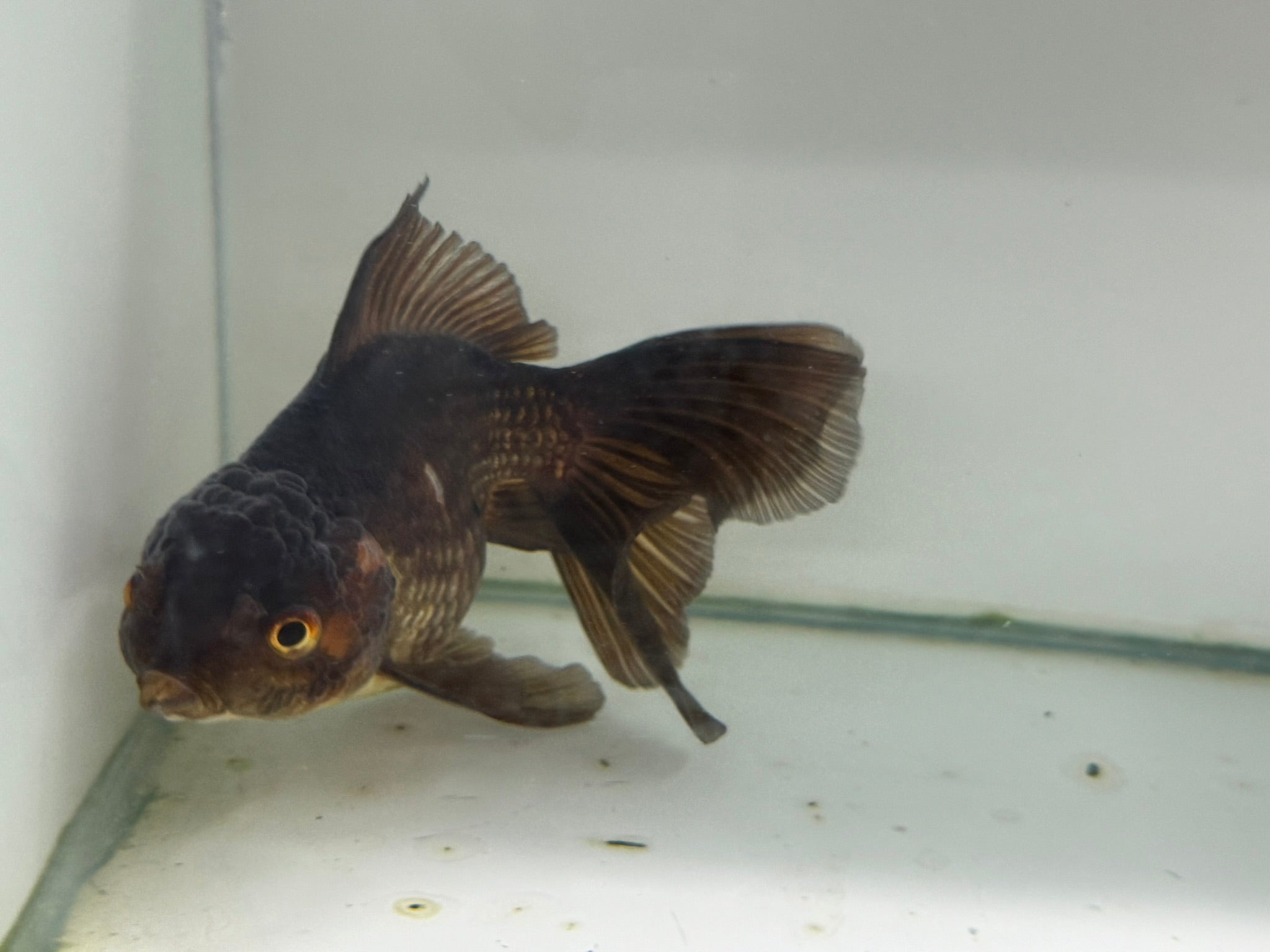 Chocolate Oranda  14cm (Fish in photo)