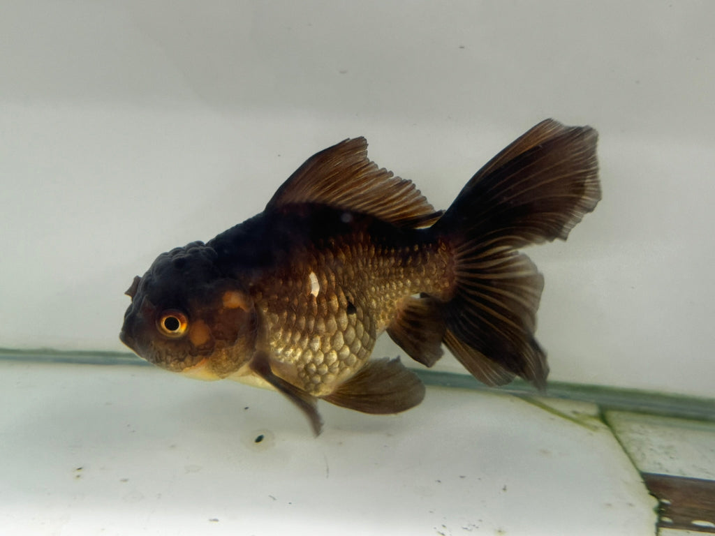 Chocolate Oranda  14cm (Fish in photo)