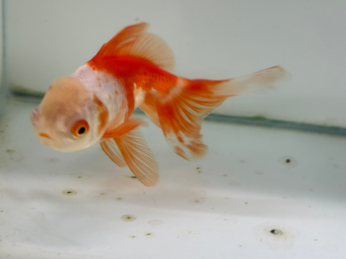 Oranda Red/White Fancy Goldfish 11cm (Fish in Photo)