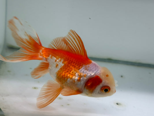 Oranda Red/White Fancy Goldfish 11cm (Fish in Photo)