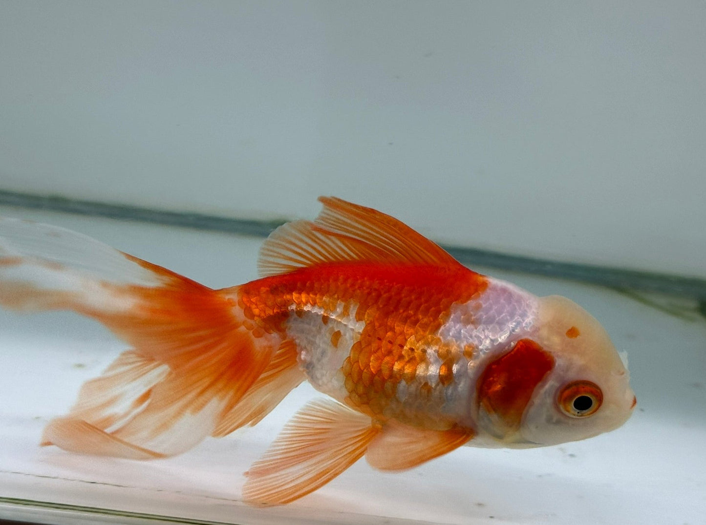 Oranda Red/White Fancy Goldfish 11cm (Fish in Photo)