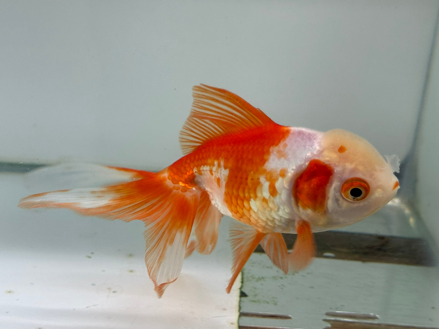 Oranda Red/White Fancy Goldfish 11cm (Fish in Photo)