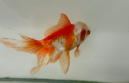 Oranda Red/White Fancy Goldfish 11cm (Fish in Photo)