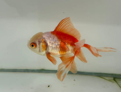 Oranda Red/White Fancy Goldfish 11cm (Fish in Photo)