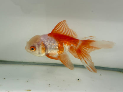 Oranda Red/White Fancy Goldfish 11cm (Fish in Photo)