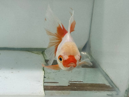 Oranda Red/White Fancy Goldfish 12cm (Fish in Photo)