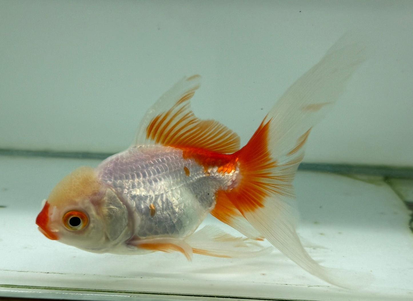 Oranda Red/White Fancy Goldfish 12cm (Fish in Photo)