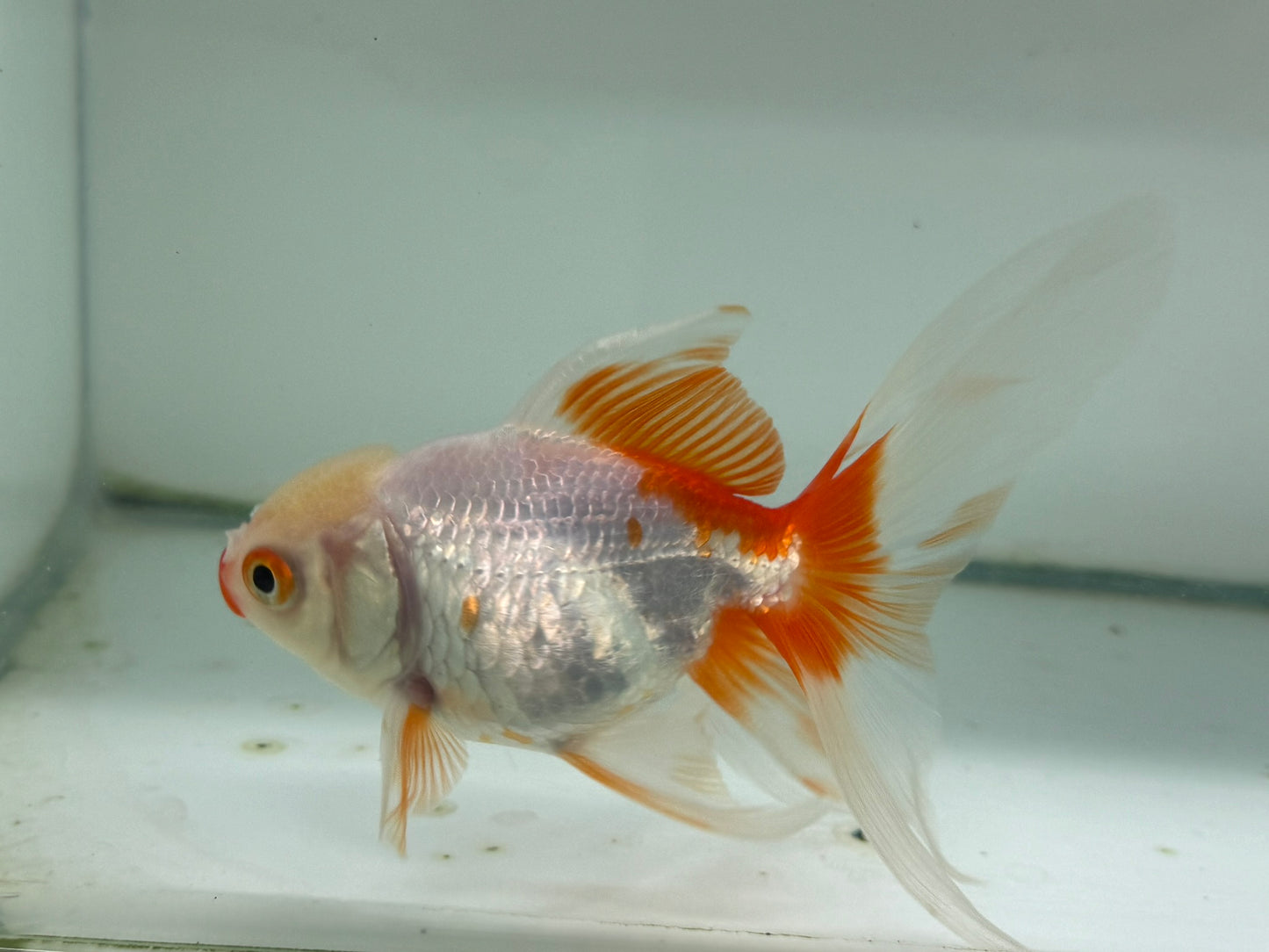 Oranda Red/White Fancy Goldfish 12cm (Fish in Photo)