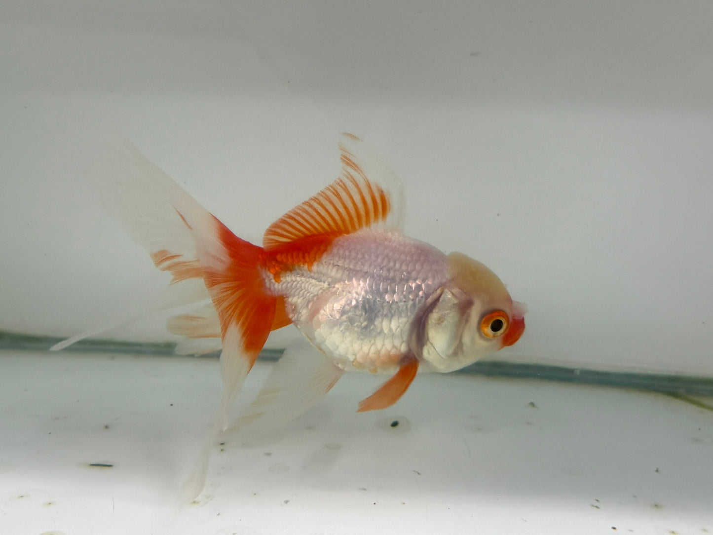 Oranda Red/White Fancy Goldfish 12cm (Fish in Photo)