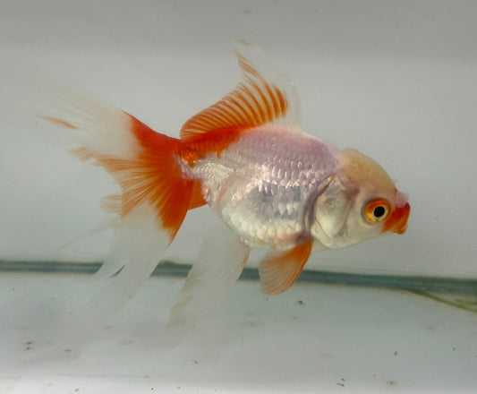 Oranda Red/White Fancy Goldfish 12cm (Fish in Photo)