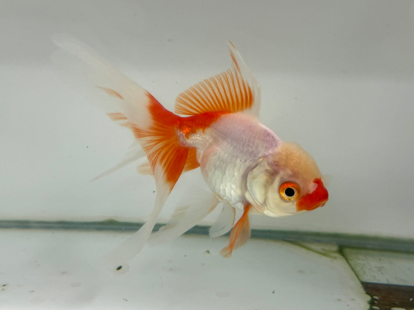 Oranda Red/White Fancy Goldfish 12cm (Fish in Photo)