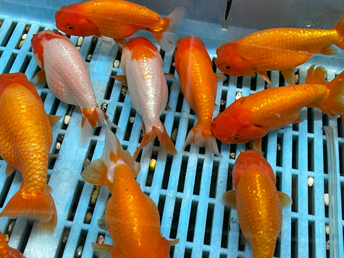 Red, Red/White Ranchu 12-13cm Fancy Goldfish (Picked at random)