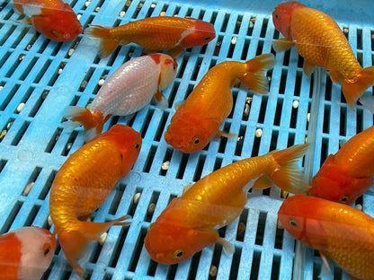 Red, Red/White Ranchu 12-13cm Fancy Goldfish (Picked at random)