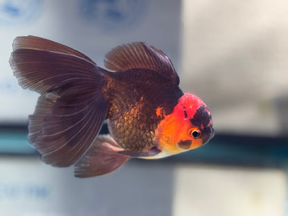 Apache Oranda Male 13cm (BF3B) Fish in Photo