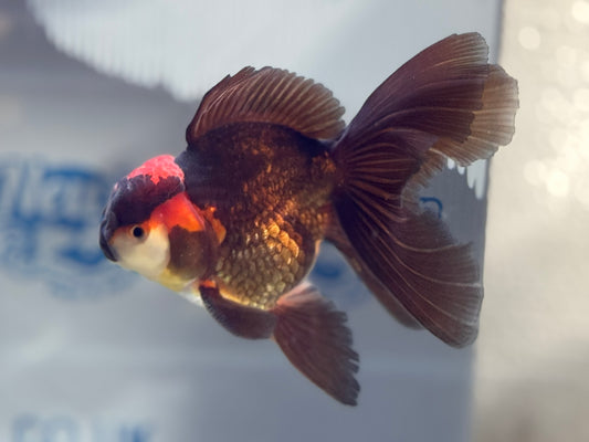 Apache Oranda Male 13cm (BF3B) Fish in Photo