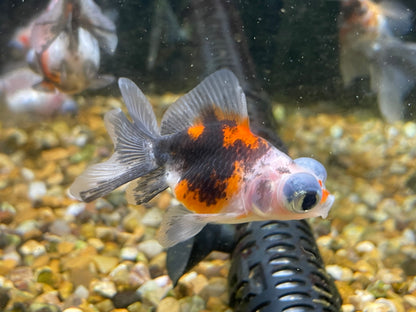 Demekin Fancy Goldfish 6-7cm Calico (Picked at random)