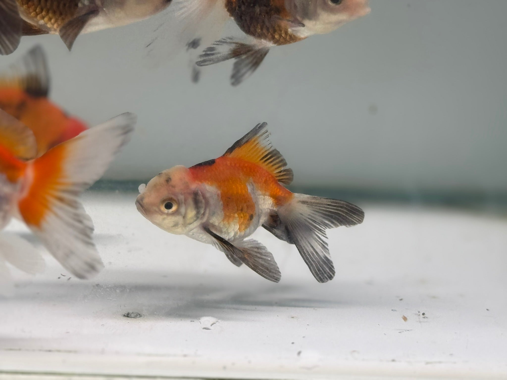 Oranda Red/Black Fancy Goldfish 5-6cm (Picked at Random)(BF6B)