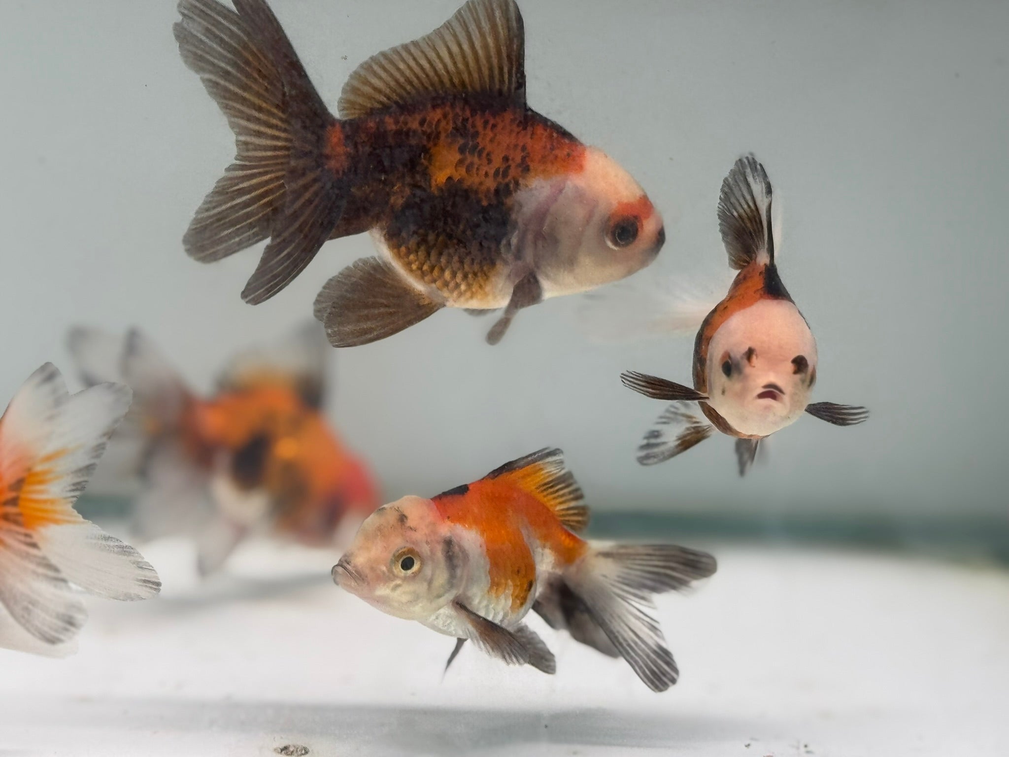 Oranda Red/Black Fancy Goldfish 5-6cm (Picked at Random)(BF6B)