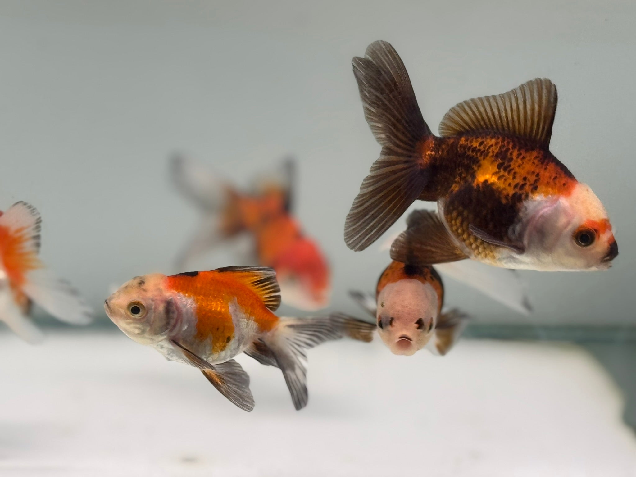 Oranda Red/Black Fancy Goldfish 5-6cm (Picked at Random)(BF6B)