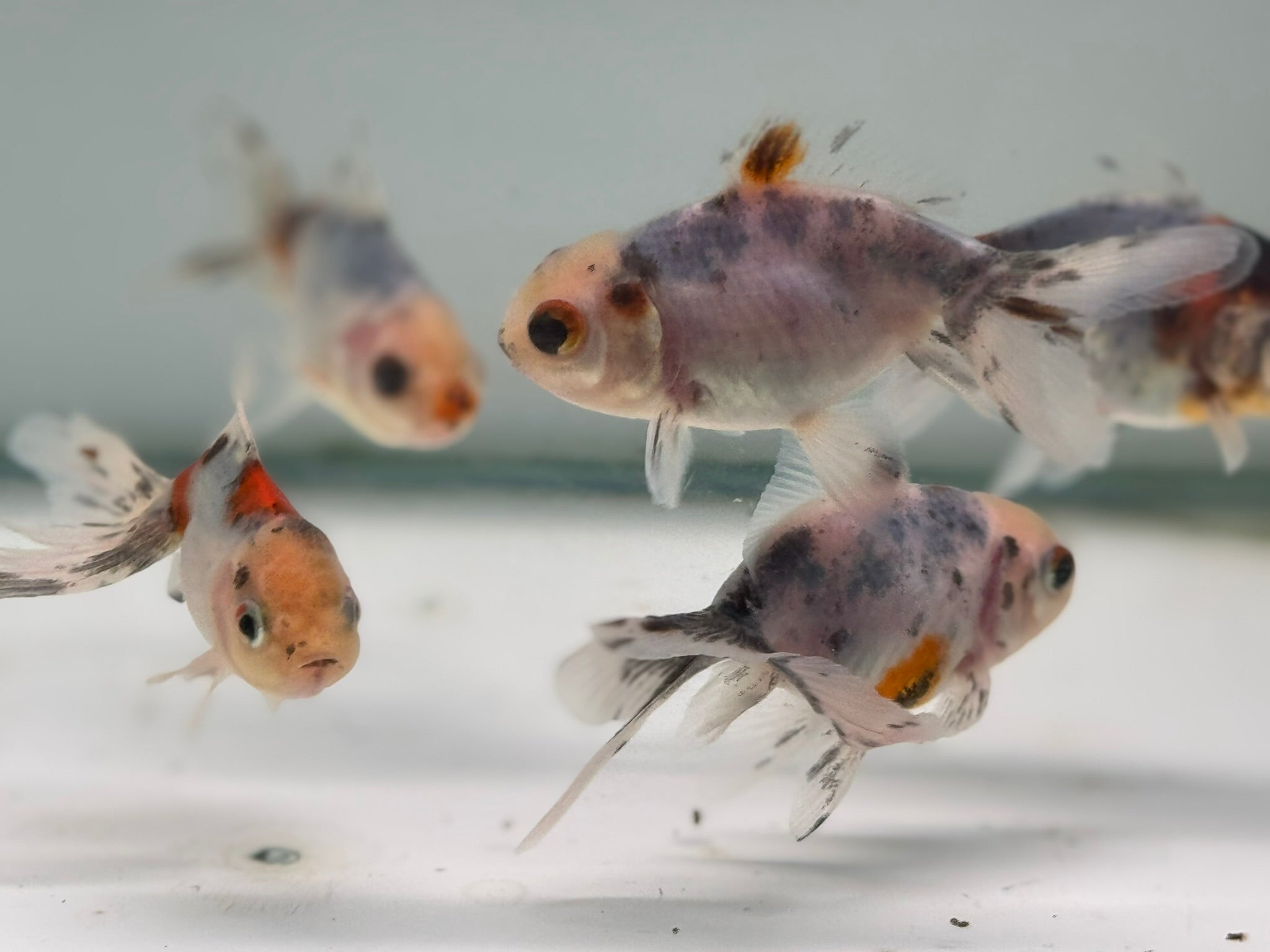 Calico Oranda Fancy Goldfish 5-6cm (BF6B)