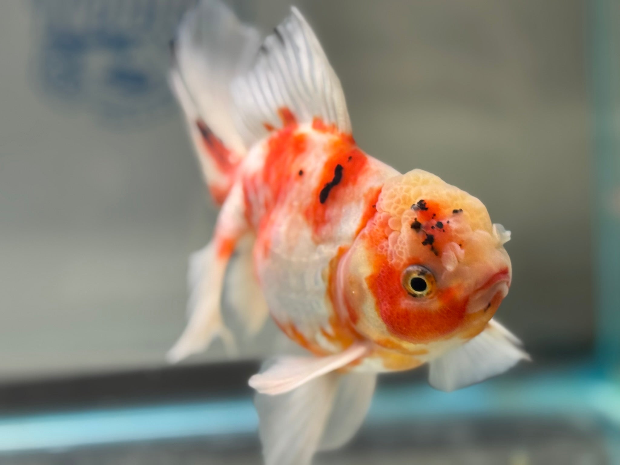 Peacock Tail Oranda  15-16cm (Fish in photo)(BF1)