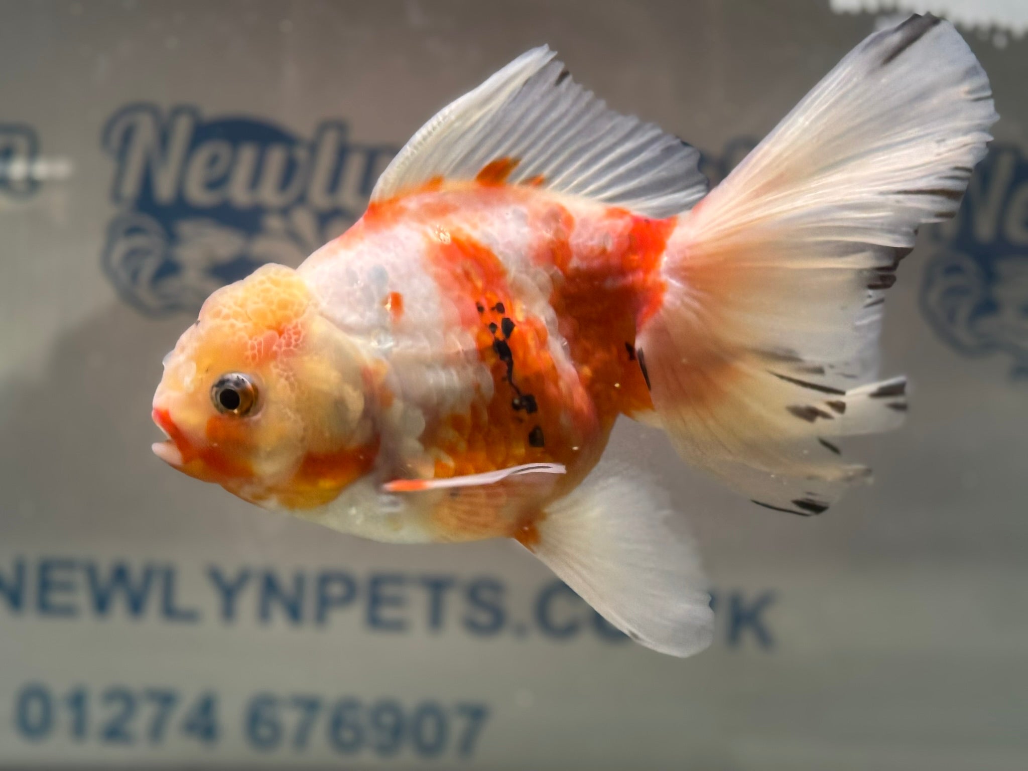 Peacock Tail Oranda  15-16cm (Fish in photo)(BF1)