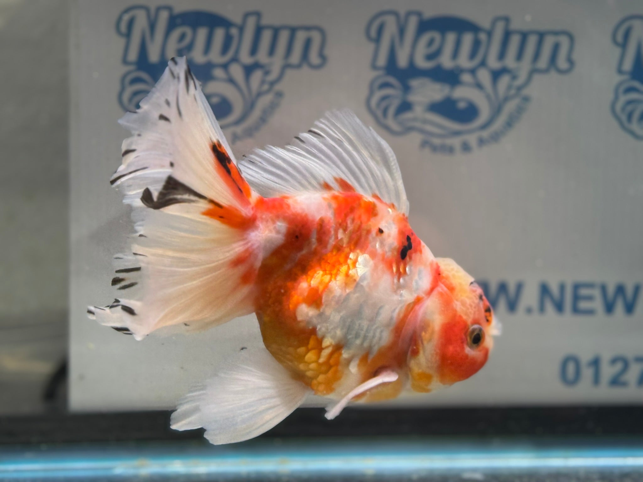 Peacock Tail Oranda  15-16cm (Fish in photo)(BF1)
