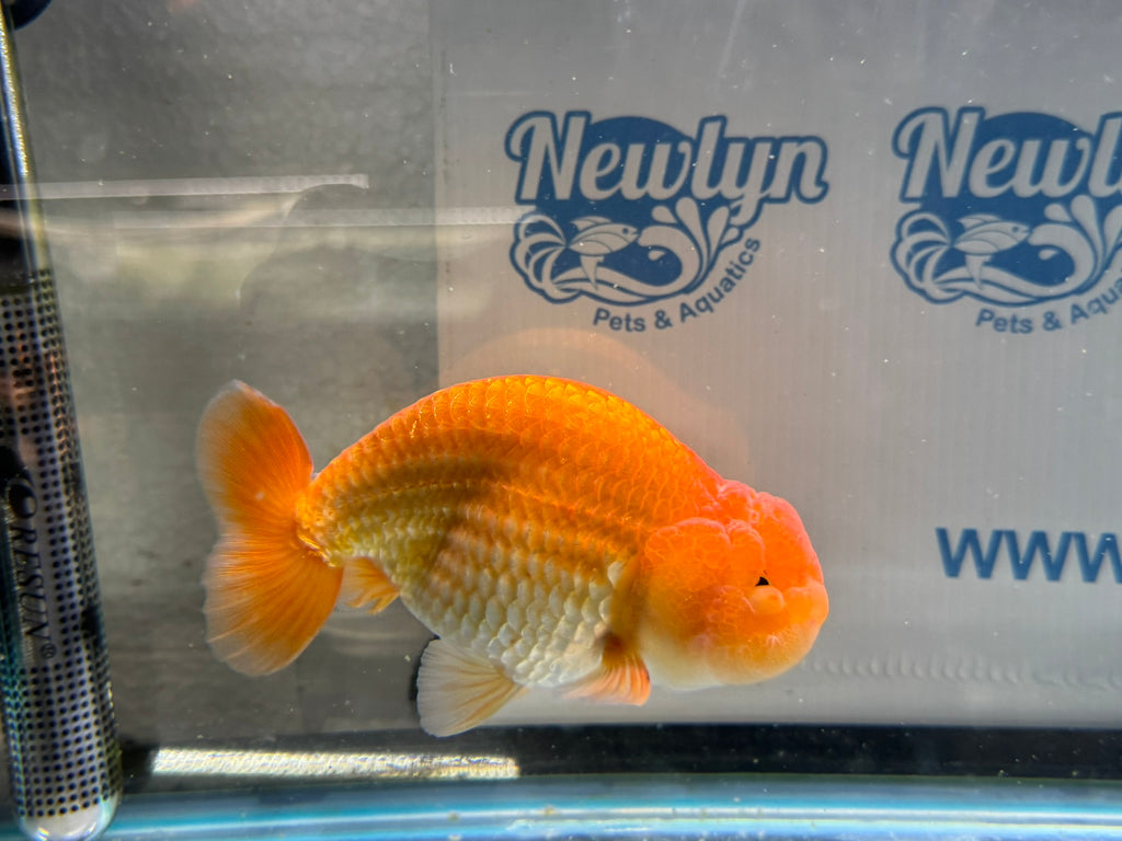 Ranchu 13cm Fancy Goldfish (Fish In Photo)(BF1)