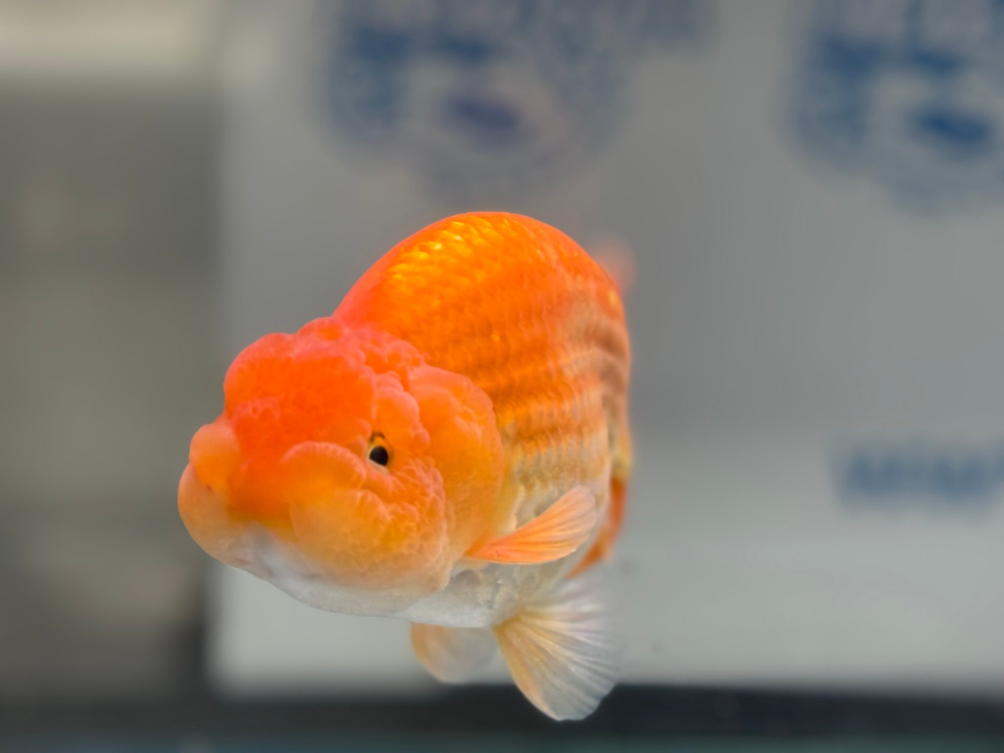 Ranchu 13cm Fancy Goldfish (Fish In Photo)(BF1)
