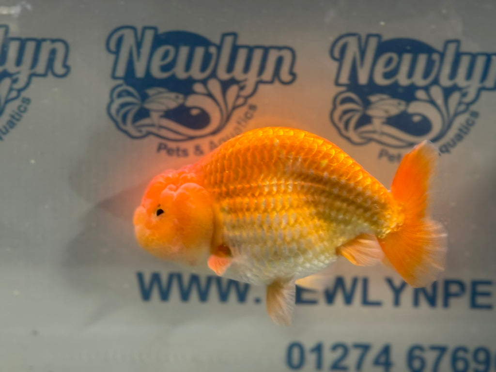 Ranchu 13cm Fancy Goldfish (Fish In Photo)(BF1)