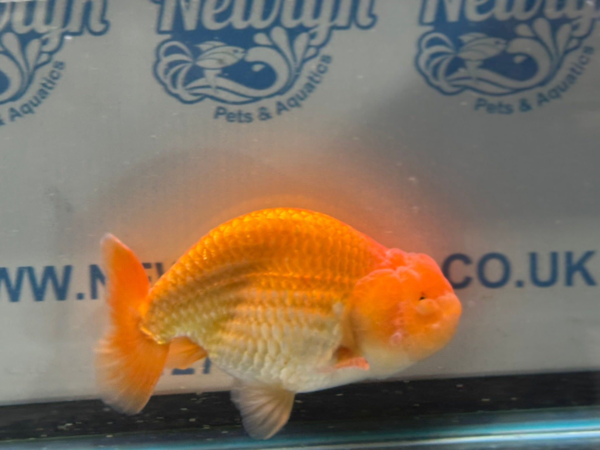 Ranchu 13cm Fancy Goldfish (Fish In Photo)(BF1)