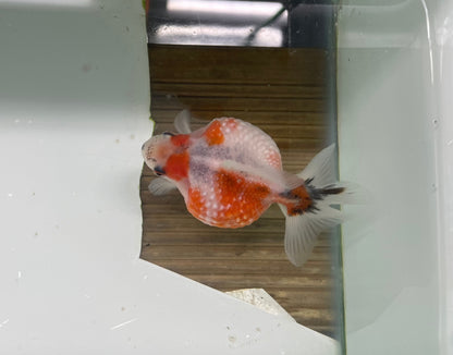 Pearlscale Golf Ball 7-9cm Fancy Goldfish (TF T14)