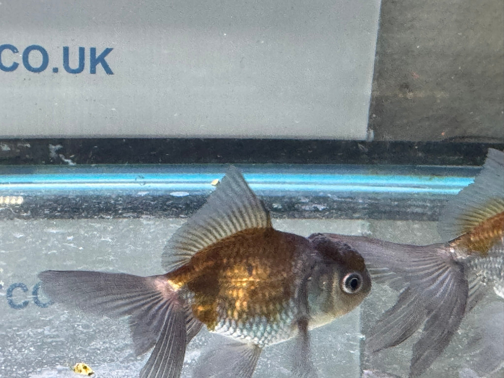 Blue Oranda Fancy Goldfish 6-8cm (Picked at Random) (BF9C)