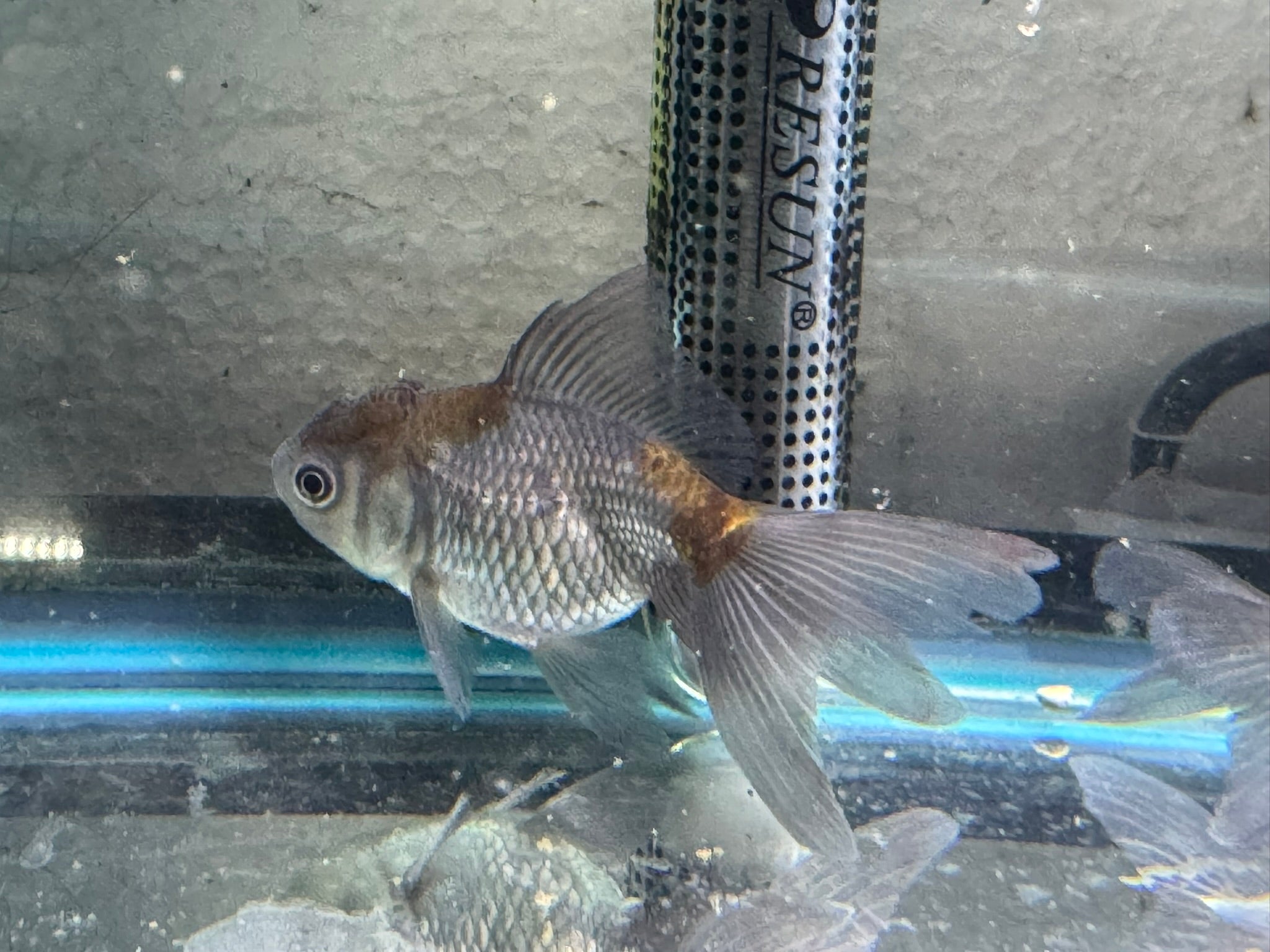 Blue Oranda Fancy Goldfish 6-8cm (Picked at Random) (BF9C)