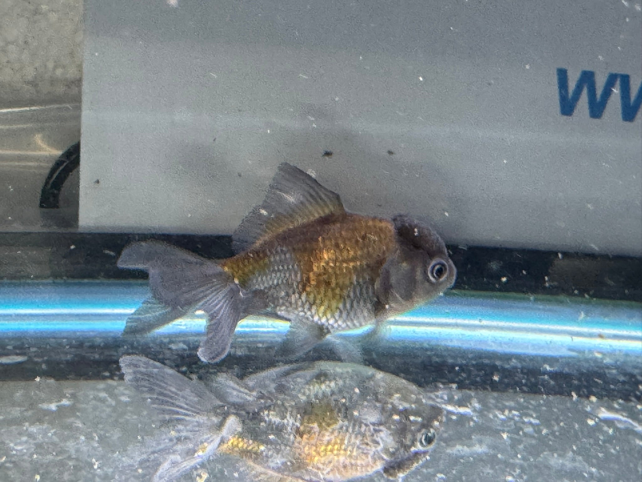 Blue Oranda Fancy Goldfish 6-8cm (Picked at Random) (BF9C)