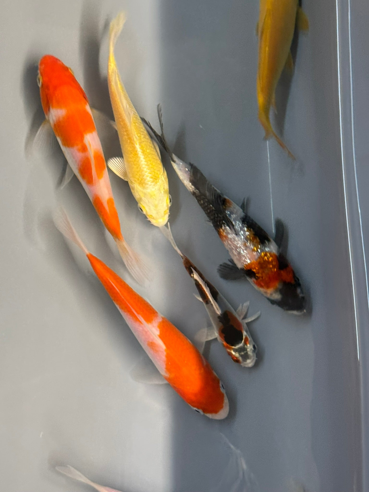 Japanese Koi 10-14cm Live Fish (TF P4)