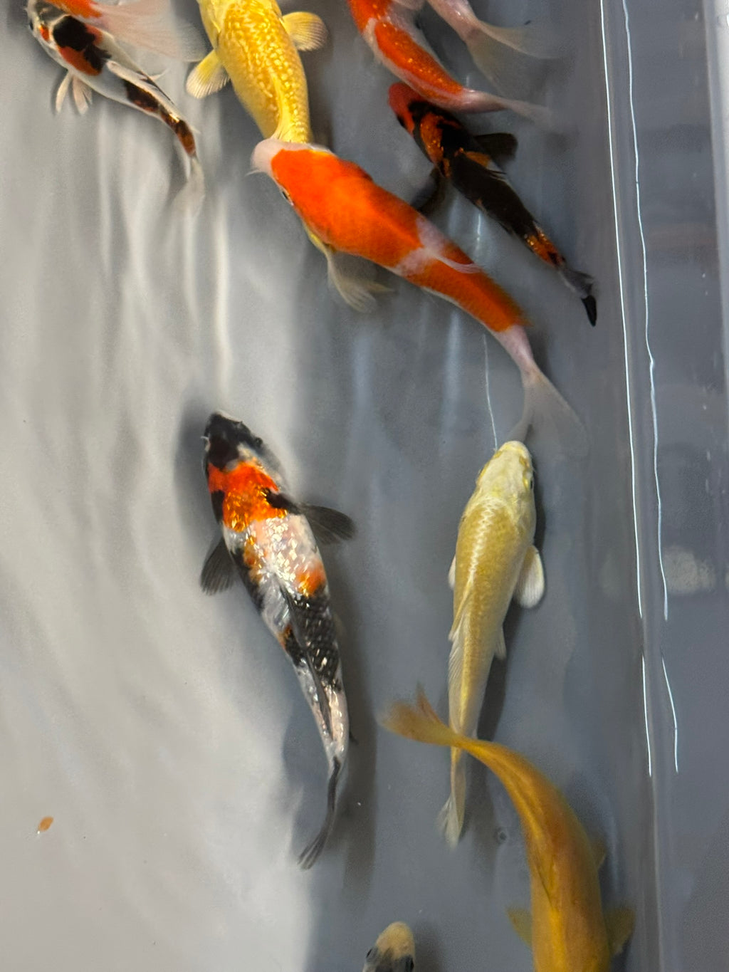Japanese Koi 10-14cm Live Fish (TF P4)