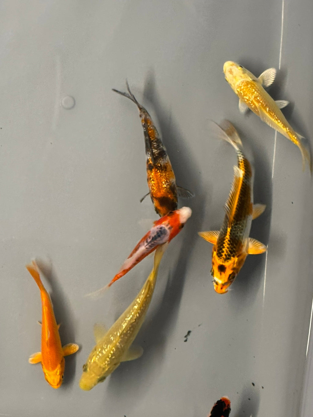 Japanese Koi 10-14cm Live Fish (TF P4)