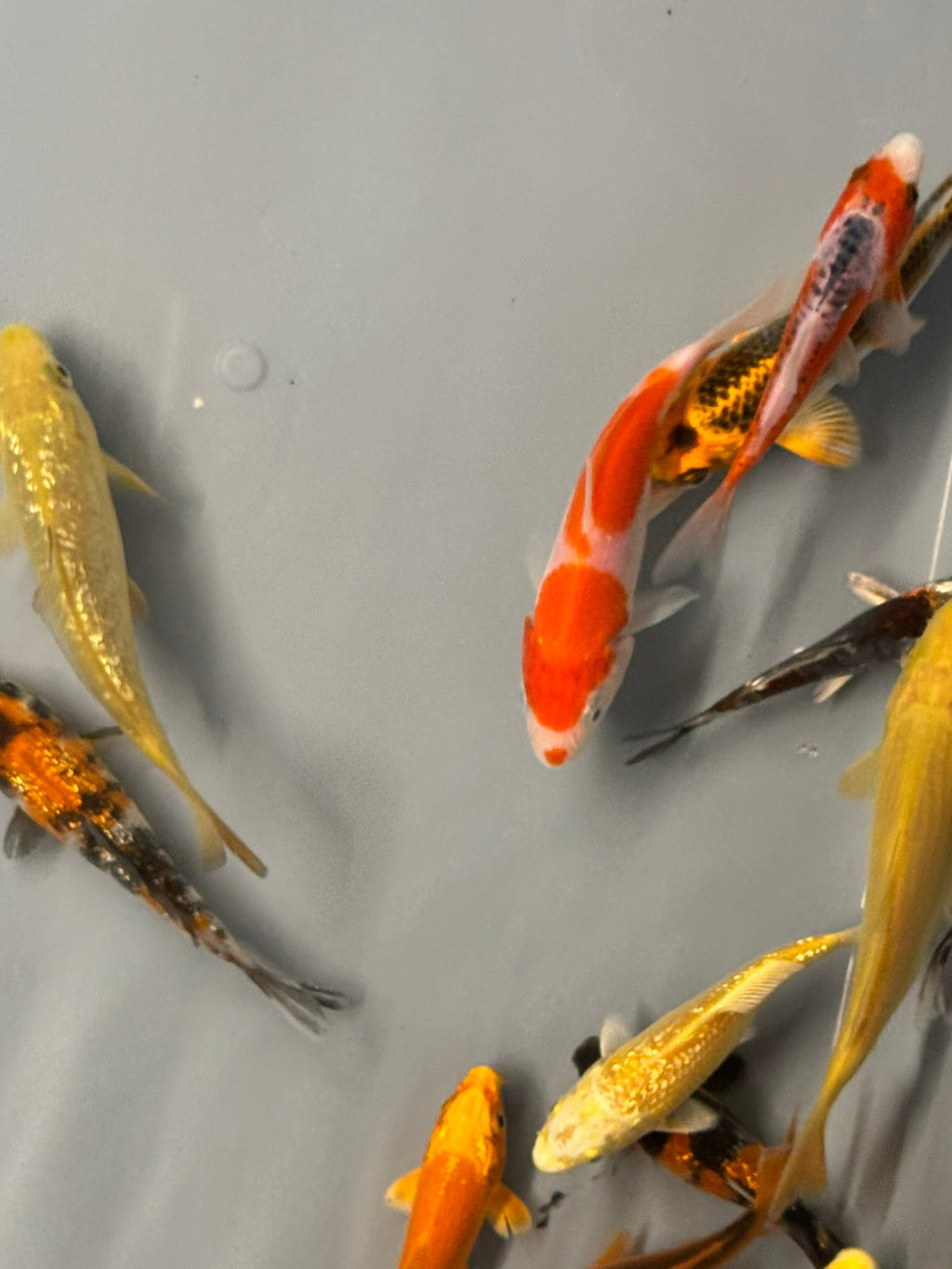 Japanese Koi 10-14cm Live Fish (TF P4)