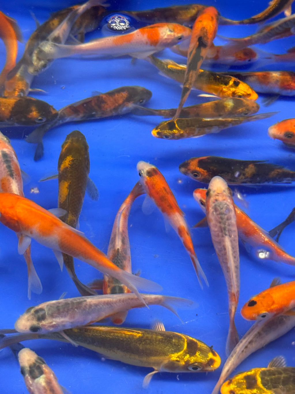 Japanese Koi 6-8cm (TF P5)