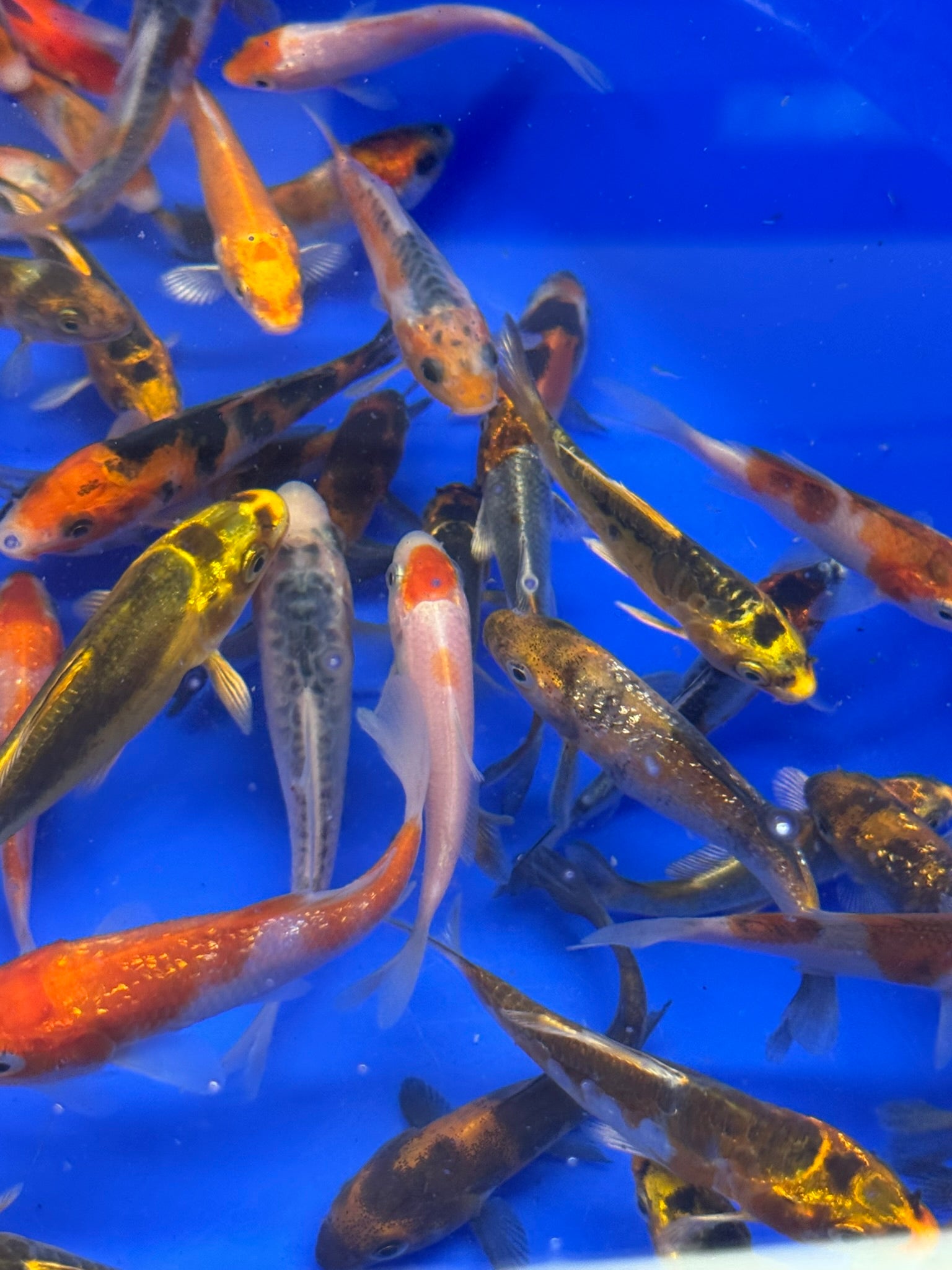 Japanese Koi 6-8cm (TF P5)