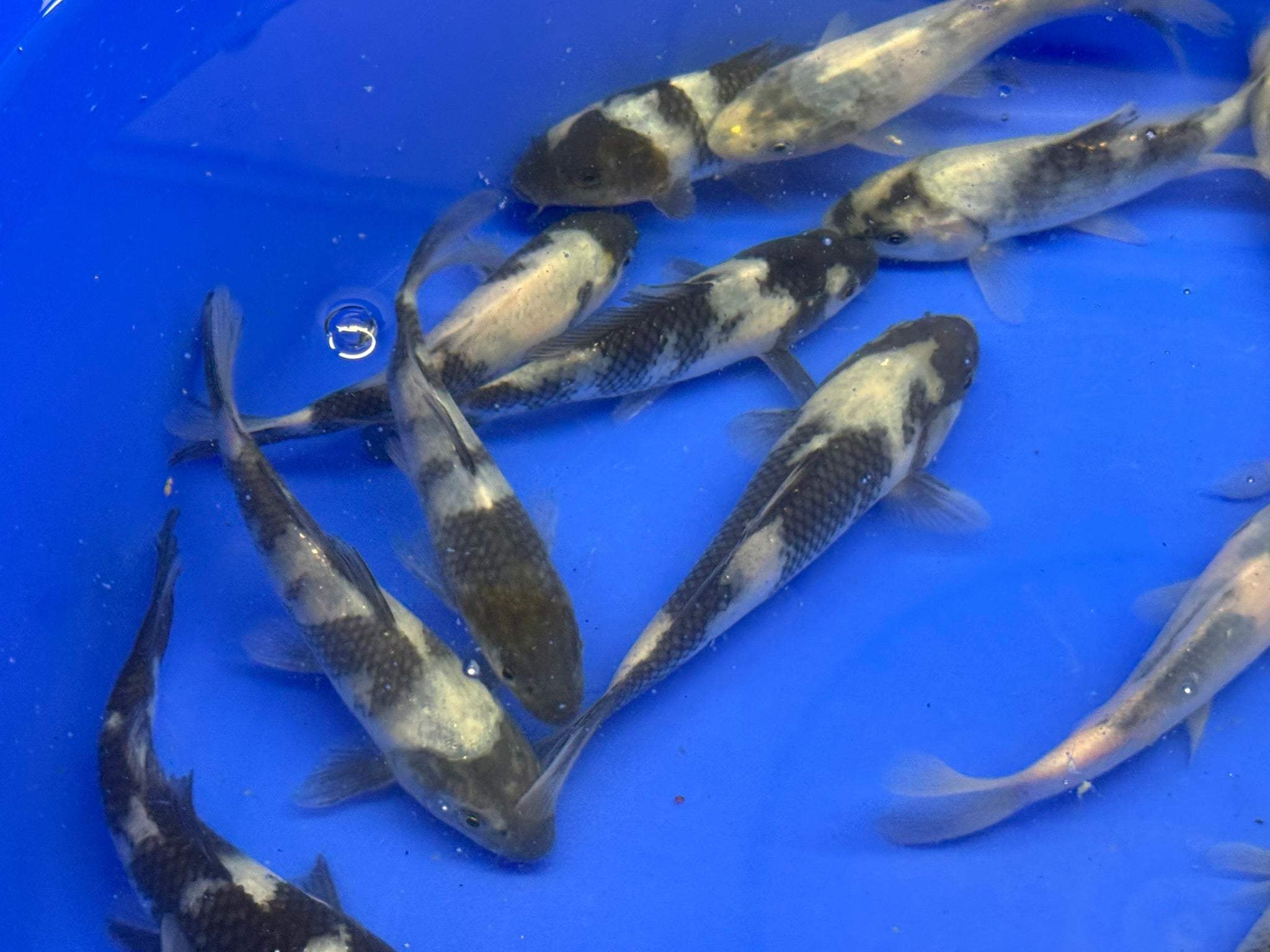 Japanese Koi Shiro 10-14cm (TF P3)